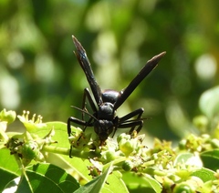Pepsis mexicana