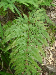 Calochlaena dubia