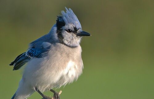 Blue Jay — photo 1