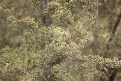 Leptospermum brevipes