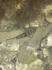 Bathygobius soporator