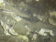 Bathygobius soporator