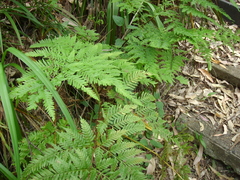Calochlaena dubia