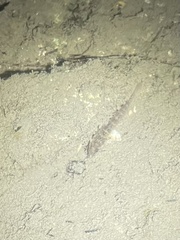 Ctenogobius boleosoma