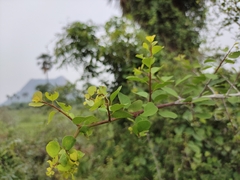 Rhamnus crocea