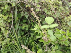Acalypha indica