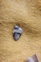 Donacidae