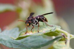 Polistes humilis
