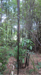 Phyllostachys nigra nigra
