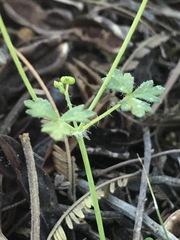 Hydrocotyle foveolata