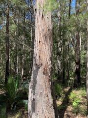Eucalyptus globoidea