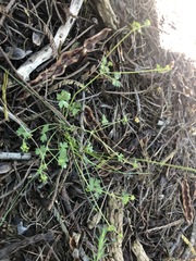 Hydrocotyle foveolata