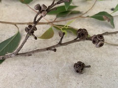 Eucalyptus globoidea