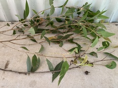 Eucalyptus globoidea