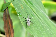 Rhynocoris