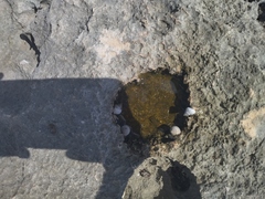 Cenchritis muricatus