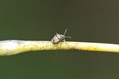 Eysarcoris insurgens