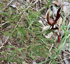Desmanthus velutinus