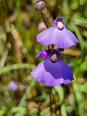 Utricularia dichotoma