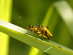 Chauliognathus flavipennis