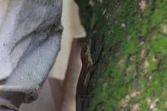 Anolis richardii