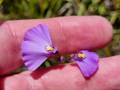 Utricularia dichotoma
