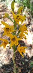 Chloraea gavilu