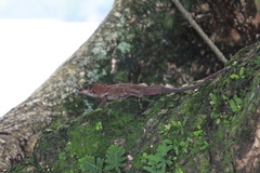 Anolis richardii