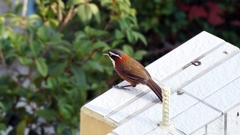 Pomatorhinus musicus