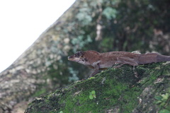 Anolis richardii