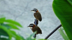 Pomatorhinus musicus