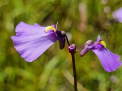 Utricularia dichotoma