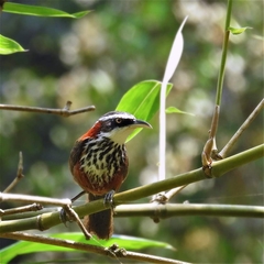 Pomatorhinus musicus