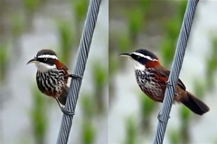 Pomatorhinus musicus