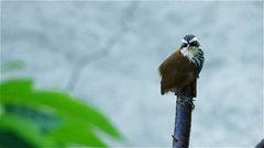 Pomatorhinus musicus