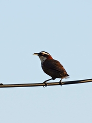 Pomatorhinus musicus