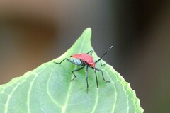 Dindymus sanguineus