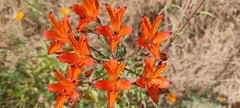 Alstroemeria ligtu