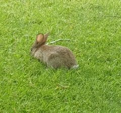 Oryctolagus cuniculus cuniculus