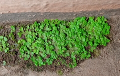 Cryptomitrium tenerum