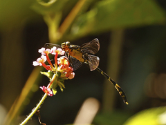 Austrogomphus amphiclitus