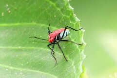 Dindymus sanguineus