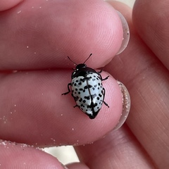 Iphiclus nigropictus