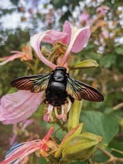 Xylocopa latipes