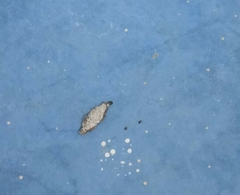 Phereoeca