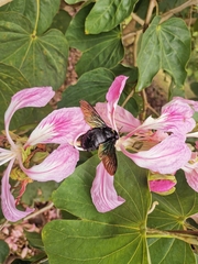 Xylocopa latipes