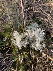 Cladonia pyxidata