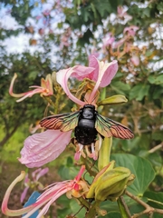 Xylocopa latipes
