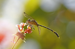 Austrogomphus amphiclitus