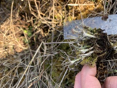 Cladonia albonigra